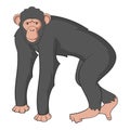 Chimpanzee icon, cartoon style