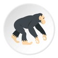 Chimpanzee, icon circle