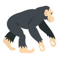 Chimpanzee, icon