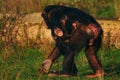 Chimpanzee with an infant on his belly
