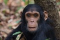 Chimpanzee infant Royalty Free Stock Photo
