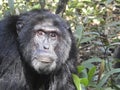 Chimpanzee, Kibale Forest National Park, Uganda Royalty Free Stock Photo