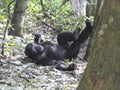 Chimpanzee, Kibale Forest National Park, Uganda Royalty Free Stock Photo