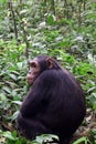 Chimpanzee, Kibale Forest, Uganda Royalty Free Stock Photo