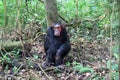 Chimpanzee, Kibale Forest, Uganda Royalty Free Stock Photo