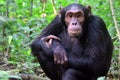 Chimpanzee, Kibale Forest, Uganda Royalty Free Stock Photo