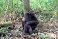 Chimpanzee, Kibale Forest, Uganda Royalty Free Stock Photo