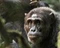 Chimpanzee at Kibale Forest, Uganda Royalty Free Stock Photo
