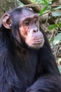 Chimpanzee, Kibale Forest, Uganda Royalty Free Stock Photo