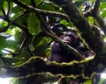 Chimpanzee, Kibale Forest, Uganda Royalty Free Stock Photo