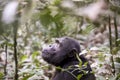 Wild Chimpanzee in Kibale National Forest, Uganda, Africa