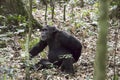 Chimpanzee in Kibale National Park, Uganda Royalty Free Stock Photo