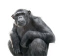 Chimpanzee looking with attention Royalty Free Stock Photo