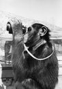 Chimpanzee looking through binoculars