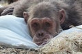 Chimpanzee looking out