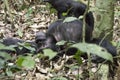 Chimpanzee lounging on ground, Kibale National Park, Uganda Royalty Free Stock Photo