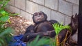Chimpanzee Monkey Lying On Ground Thinking Royalty Free Stock Photo