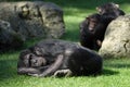 Chimpanzee lying and sleeping Royalty Free Stock Photo