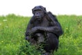 Chimpanzee thinking Royalty Free Stock Photo