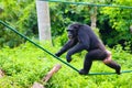 A female Chimpanzee is walking on ropes in the zoo
