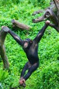 A Chimpanzee is hanging and standing on the trunk in the zoo