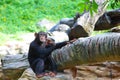 A Chimpanzee is sitting on a rock in the zoo