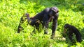 A female chimpanzee with two baby chimpanzees