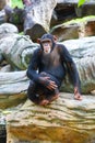 A Chimpanzee is sitting on a rock in the zoo