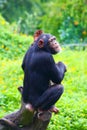 A Chimpanzee is sitting on the trunk in the zoo