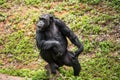 Chimpanzee mokey sit on stump tree with grass Royalty Free Stock Photo