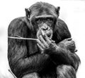 A Chimpanzee Moment