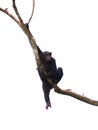 Chimpanzee monkey 04