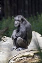 Chimpanzee monkey