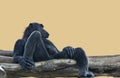 chimpanzee monkey sitting