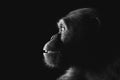 Chimpanzee monkey face portrait on black Royalty Free Stock Photo