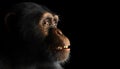 Chimpanzee monkey face portrait on black Royalty Free Stock Photo