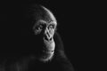 Chimpanzee monkey face portrait on black Royalty Free Stock Photo