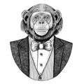 Chimpanzee Monkey Hipster animal Hand drawn illustration for tattoo, emblem, badge, logo, patch, t-shirt