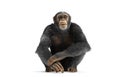 Chimpanzee monkey isolated on white Royalty Free Stock Photo