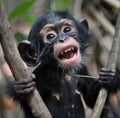 Chimpanzee monkey in the jungle