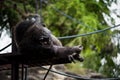 chimpanzee monkey lying and sleeping