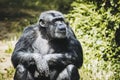 Chimpanzee monkey or pan troglodyte Royalty Free Stock Photo