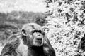 Chimpanzee monkey or pan troglodyte Royalty Free Stock Photo