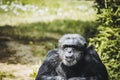 Chimpanzee monkey or pan troglodyte Royalty Free Stock Photo