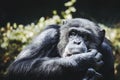 Chimpanzee monkey or pan troglodyte Royalty Free Stock Photo