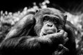 Chimpanzee monkey or pan troglodyte Royalty Free Stock Photo