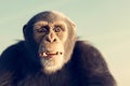 Chimpanzee monkey portrait outdoor, face close-up Royalty Free Stock Photo