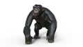 Chimpanzee monkey, primate ape walking, wild animal isolated on white background, 3D render Royalty Free Stock Photo