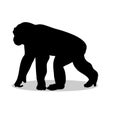 Chimpanzee monkey primate black silhouette animal