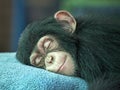 Chimpanzee cute sleeping. Royalty Free Stock Photo